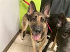 Adopt XENA a German Shepherd Dog