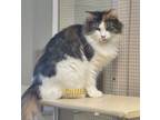 Adopt Callie a Domestic Short Hair