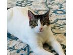 Adopt Dove a Domestic Short Hair