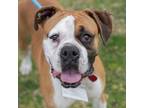 Adopt Juliet a Boxer