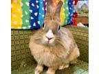 Adopt Momo a Lionhead