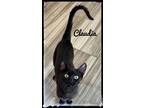 Adopt Claudia a Domestic Short Hair