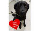 Adopt Skylar a Flat-Coated Retriever