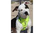 Adopt REMI a Mixed Breed, Pit Bull Terrier