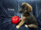 Adopt Trinka a German Shepherd Dog