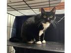 Adopt Lucy a Domestic Short Hair