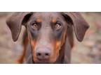 Adopt Jolene a Doberman Pinscher