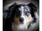 Adopt Skylar a Australian Shepherd