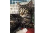 Adopt Tori a Domestic Short Hair