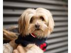 Adopt Mistletoe a Maltipoo, Yorkshire Terrier