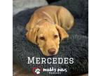 Adopt Lily's Indie 500 Litter Mercedes a Labrador Retriever