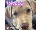 Adopt Lily's Indie 500 Litter Victoria a Labrador Retriever