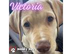 Adopt Lily's Indie 500 Litter Victoria - No Longer Accepting Applications a