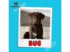 Adopt Lily's Indie 500 Litter Bug a Labrador Retriever