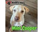 Adopt Lily's Indie 500 Litter Mini Cooper - No Longer Accepting Applications a