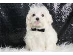 Maltese Puppy for sale in Fort Wayne, IN, USA