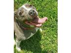 Adopt Tink Tink a Staffordshire Bull Terrier, Bull Terrier