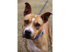Adopt Kitty a Staffordshire Bull Terrier
