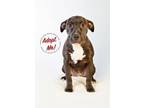 Adopt Luce a Pit Bull Terrier
