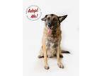 Adopt Maggie a German Shepherd Dog