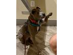 Adopt Marilynn a American Staffordshire Terrier, Pit Bull Terrier