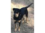 Adopt Simone (Olympic crew) a Black and Tan Coonhound, Doberman Pinscher