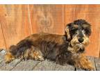 Mutt Puppy for sale in Chattanooga, TN, USA