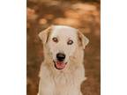 Adopt Honey a Great Pyrenees