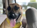 Adopt Miss. Zuma a German Shepherd Dog, Black Mouth Cur