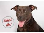 Adopt Dayzee a American Staffordshire Terrier