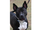 Adopt Kiya a Staffordshire Bull Terrier