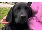 Labrador Retriever Puppy for sale in Springfield, MO, USA