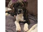 Adopt Sasha a Great Pyrenees, Boxer