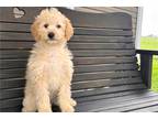 Labradoodle Puppy for sale in Evansville, IN, USA