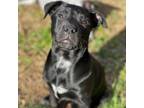 Adopt Fabienne a Labrador Retriever, Australian Cattle Dog / Blue Heeler