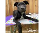 Adopt Nanji a Labrador Retriever, Pit Bull Terrier