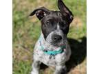 Adopt Fru Fru a Australian Cattle Dog / Blue Heeler, Pit Bull Terrier