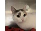 Adopt Heidi a Domestic Short Hair