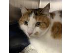 Adopt Carla a Domestic Short Hair