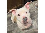 Adopt Nonna Jean a Pit Bull Terrier, Mixed Breed