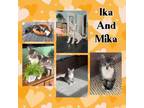 Adopt Ika & Mika a Domestic Short Hair