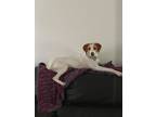 Adopt Mia a English Pointer