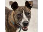 Adopt Zinnia a Terrier