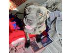 Adopt Luna a Cane Corso