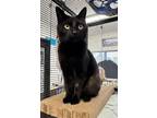 Adopt Allie a Domestic Short Hair