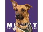 Adopt Mummy a German Shepherd Dog, Rottweiler