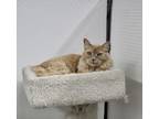 Adopt Gabbie a Domestic Medium Hair