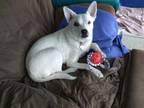 Adopt Jewels a Australian Cattle Dog / Blue Heeler