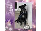 Adopt Vixen a Great Dane