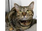 Adopt Precious a Domestic Short Hair